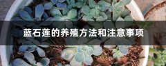 蓝石莲的养殖方法和注意事项