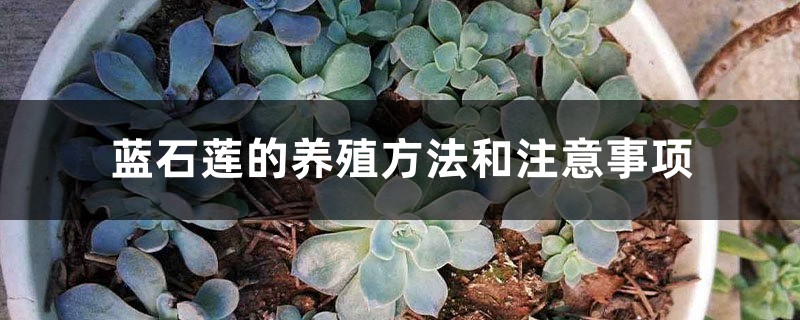 蓝石莲的养殖方法和注意事项 蓝石莲的养殖方法和注意事项