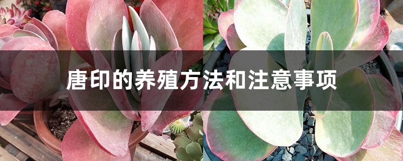 唐印的养殖方法和注意事项 唐印的养殖方法和注意事项