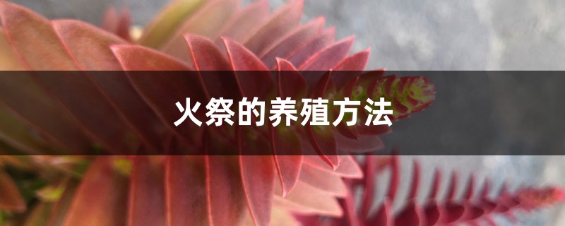 火祭的养殖方法 火祭的养殖方法