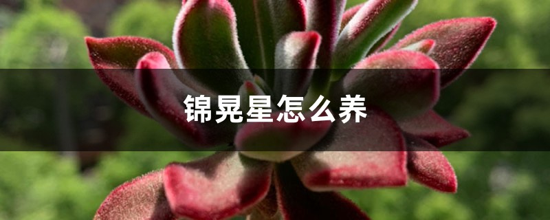 锦晃星怎么养 锦晃星怎么养