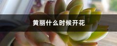 黄丽什么时候开花