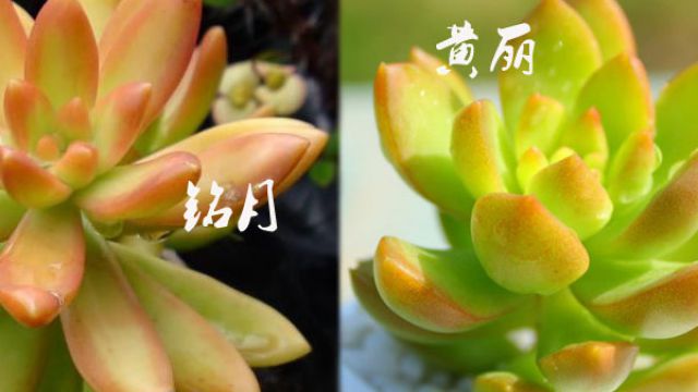 怎么区别黄丽和铭月 怎么区别黄丽和铭月
