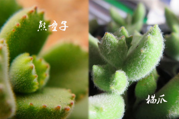 熊童子与猫爪有什么区别 熊童子与猫爪有什么区别