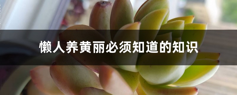 懒人养黄丽必须知道的知识 懒人养黄丽必须知道的知识