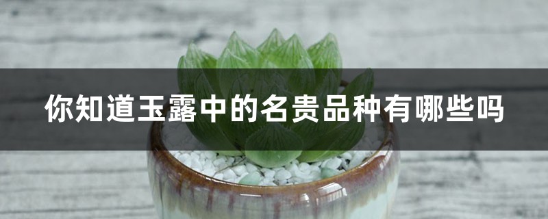 你知道玉露中的名贵品种有哪些吗 你知道玉露中的名贵品种有哪些吗