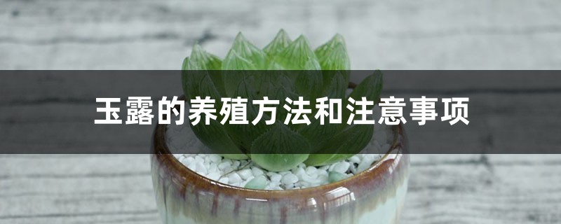 玉露的养殖方法和注意事项 玉露的养殖方法和注意事项