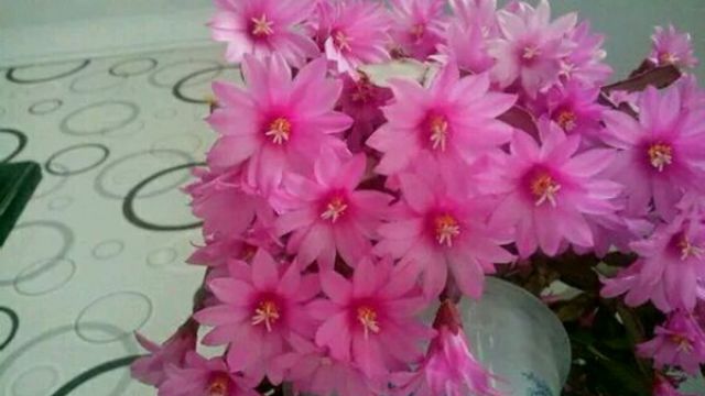 落花之舞与仙人指的区别 落花之舞与仙人指的区别