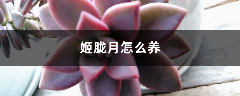 姬胧月怎么养