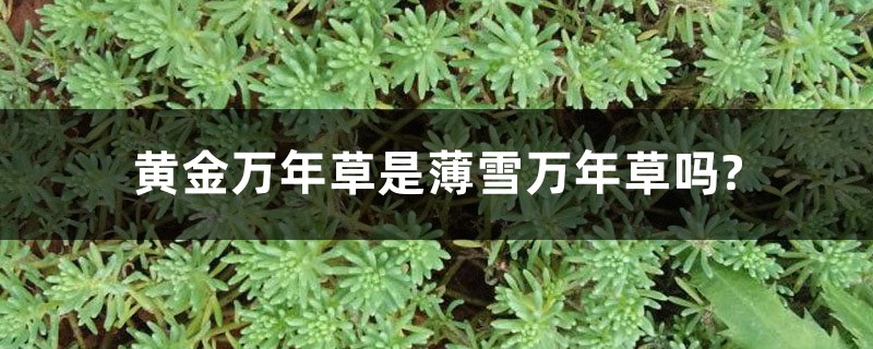 黄金万年草是薄雪万年草吗? 黄金万年草是薄雪万年草吗?