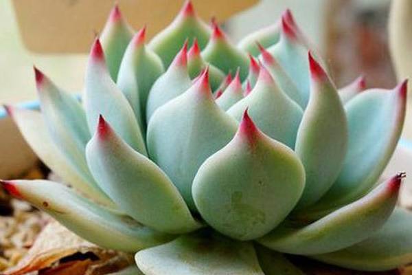 吉娃莲开花了 ! 吉娃莲开花了 !