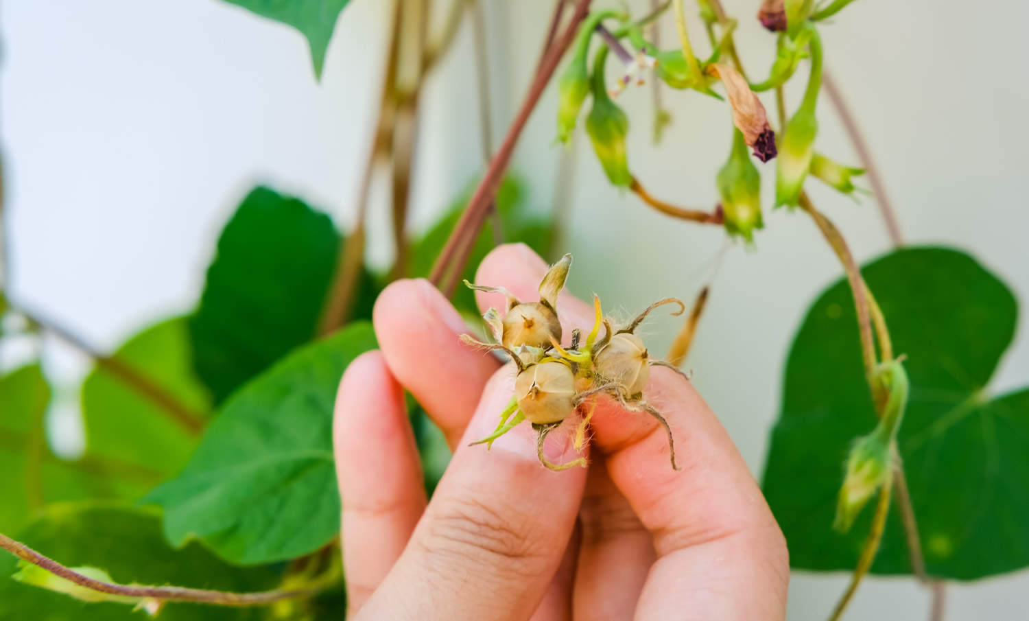 牵牛花