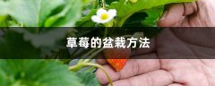 草莓的盆栽方法