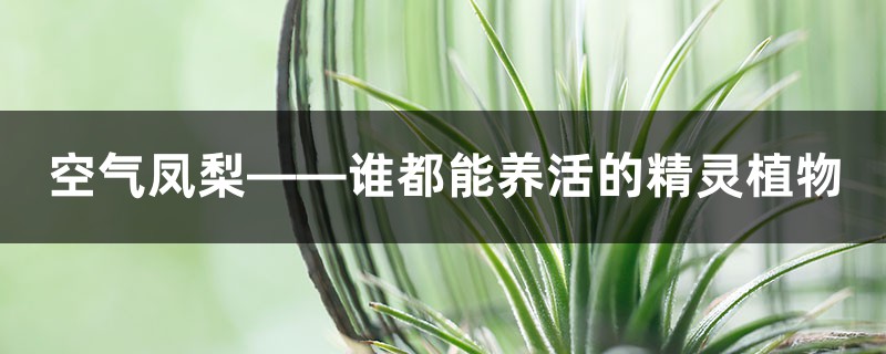 空气凤梨——谁都能养活的精灵植物 空气凤梨——谁都能养活的精灵植物
