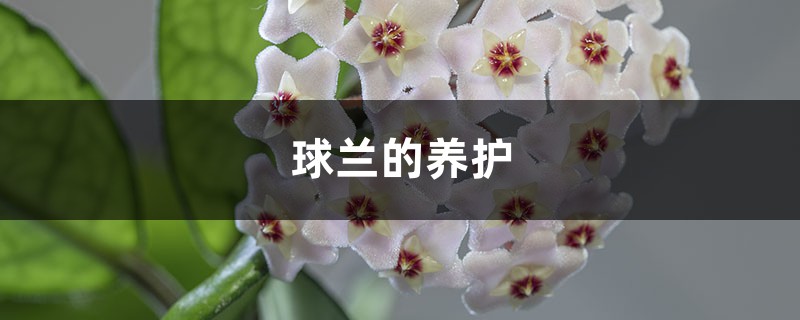 球兰的养护 球兰的养护