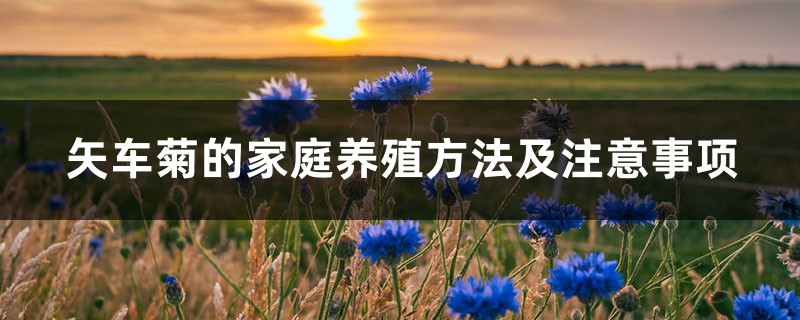 矢车菊的家庭养殖方法及注意事项 矢车菊的家庭养殖方法及注意事项