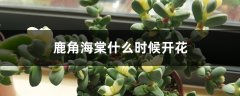 鹿角海棠什么时候开花