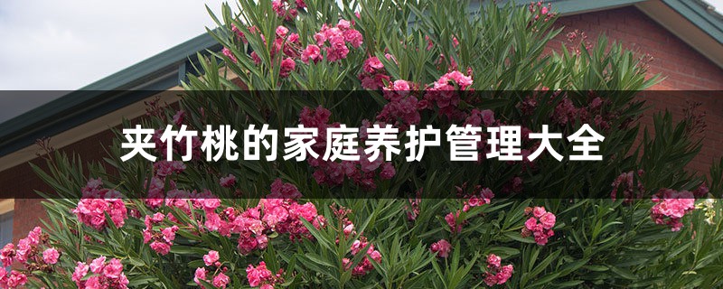夹竹桃的家庭养护管理大全 夹竹桃的家庭养护管理大全