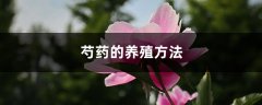 芍药的养殖方法