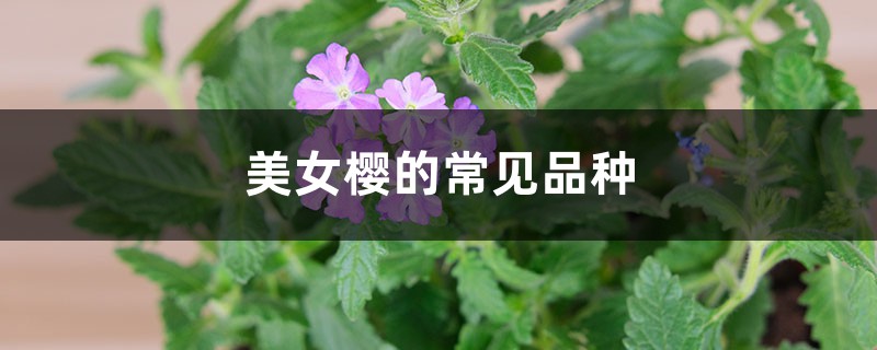 美女樱的常见品种 美女樱的常见品种
