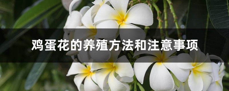 鸡蛋花的养殖方法和注意事项