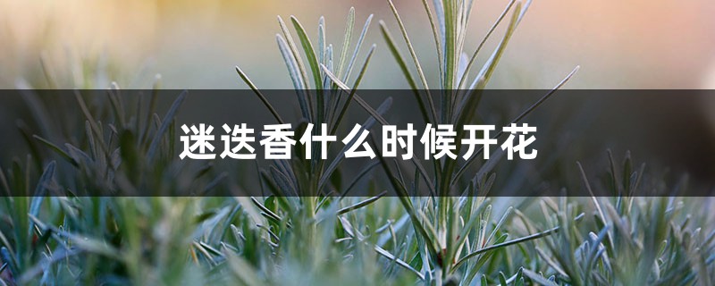 迷迭香什么时候开花 迷迭香什么时候开花