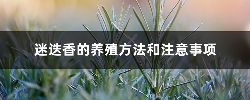 迷迭香的养殖方法和注意事项