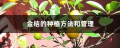 金桔的种植方法和管理