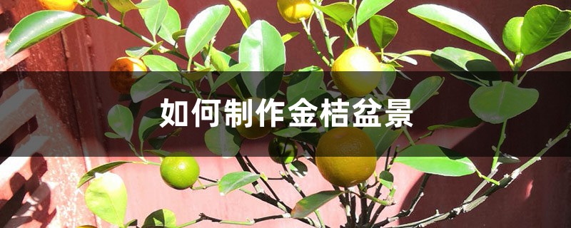 如何制作金桔盆景 如何制作金桔盆景