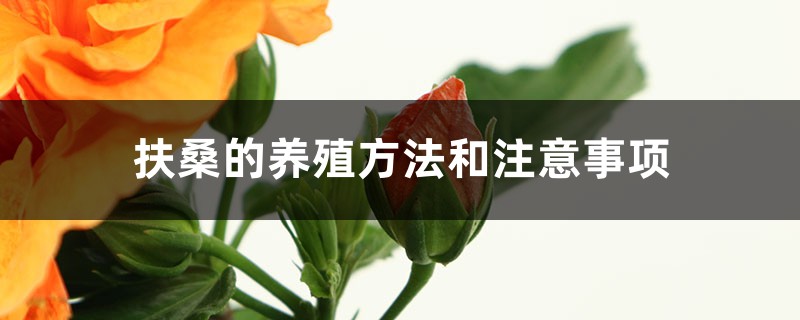 扶桑的养殖方法和注意事项