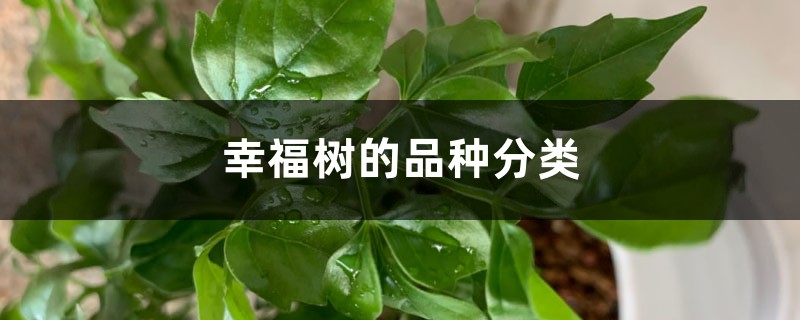 幸福树的品种分类 幸福树的品种分类