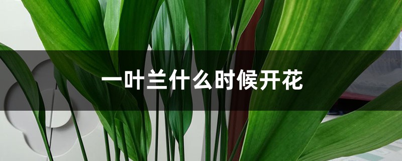 一叶兰什么时候开花 一叶兰什么时候开花