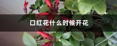 口红花什么时候开花