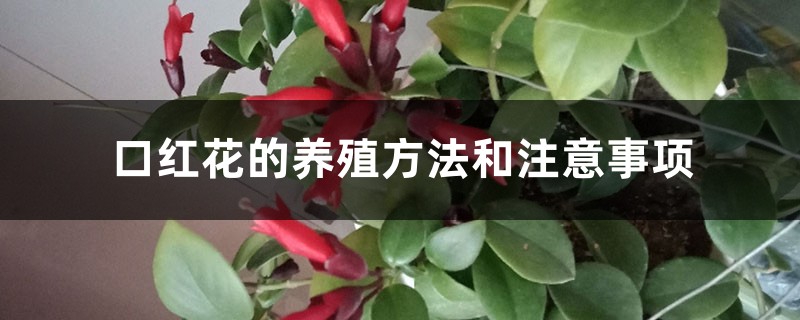 口红花的养殖方法和注意事项 口红花的养殖方法和注意事项