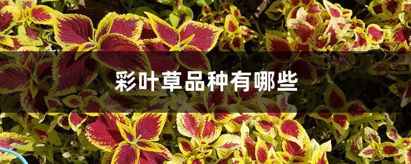 彩叶草品种有哪些 彩叶草品种有哪些