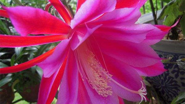 令箭荷花与昙花有什么区别 令箭荷花与昙花有什么区别