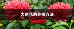 大丽花的养殖方法