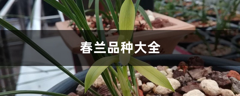 春兰品种大全 春兰品种大全