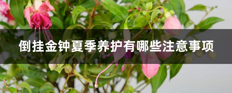 倒挂金钟夏季养护有哪些注意事项 倒挂金钟夏季养护有哪些注意事项