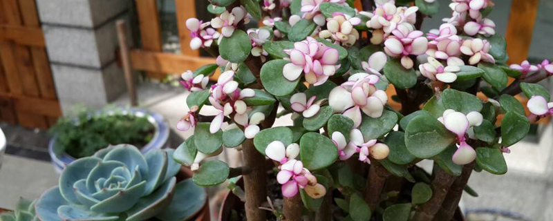 树马齿苋花怎么养 树马齿苋花怎么养
