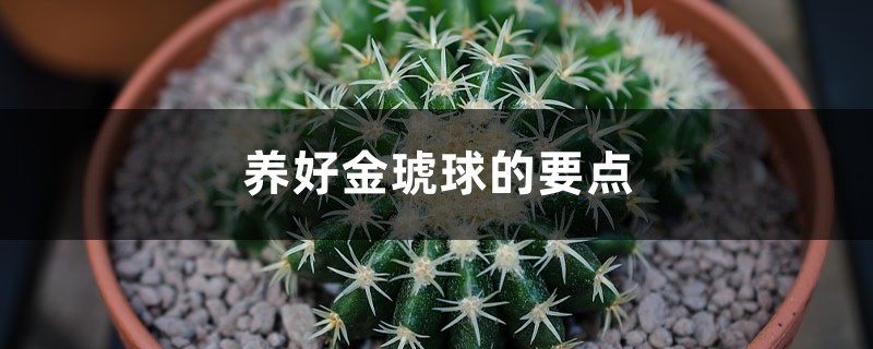 养好金琥球的要点 养好金琥球的要点