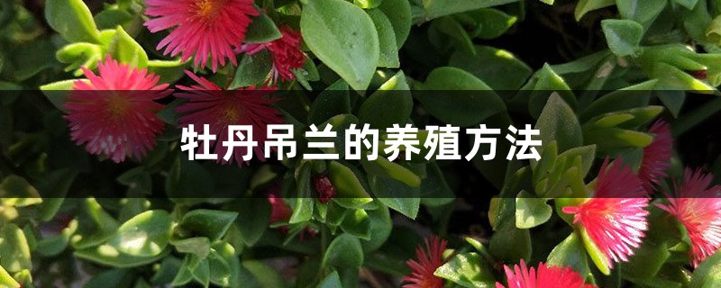 牡丹吊兰的养殖方法