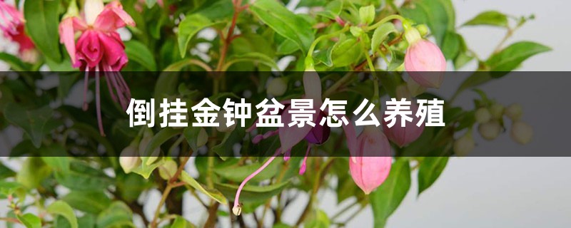 倒挂金钟盆景怎么养殖 倒挂金钟盆景怎么养殖