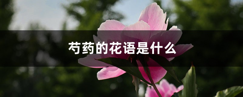 芍药的花语是什么