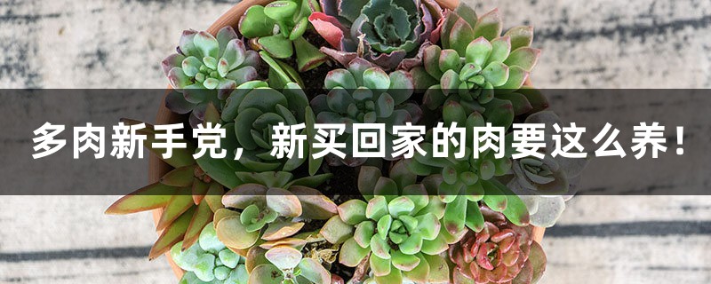 多肉新手党,新买回家的肉要这么养! 多肉新手党,新买回家的肉要这么养!