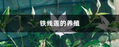 铁线莲的养殖