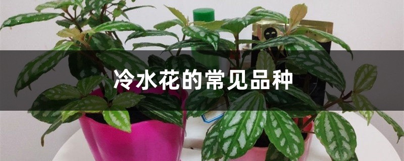 冷水花的常见品种 冷水花的常见品种