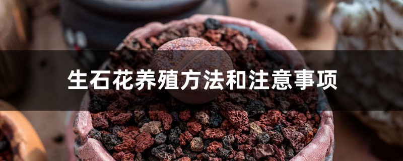 生石花养殖方法和注意事项 生石花养殖方法和注意事项