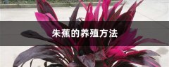 朱蕉的养殖方法