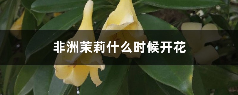 非洲茉莉什么时候开花 非洲茉莉什么时候开花